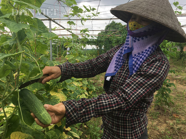 Cây dưa leo thu hoạch mỗi tháng/lần, mỗi lần thu được từ 20-24 tạ. Giá bán từ 15-20.000/kg được tiêu thụ chủ yếu tại các hộ gia đình Hà Nội.