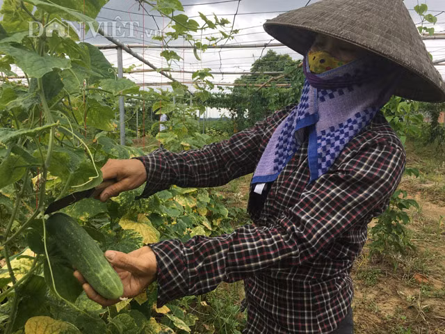 Cây dưa leo thu hoạch mỗi tháng/lần, mỗi lần thu được từ 20-24 tạ. Giá bán từ 15-20.000/kg được tiêu thụ chủ yếu tại các hộ gia đình Hà Nội.