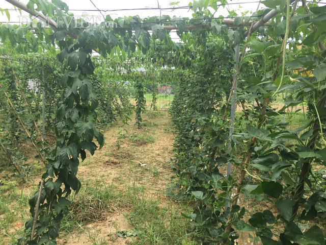 Ngoài trồng dưa leo, anh Thiện còn đang thí điểm mô hình trồng cây gấc đan xen với cây đỗ quả dài. Dự tính tháng 11 năm nay anh Thiện sẽ cho thu hoạch lứa đầu tiên.