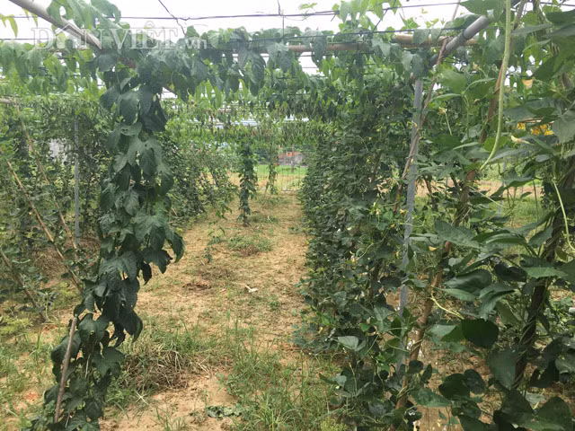 Ngoài trồng dưa leo, anh Thiện còn đang thí điểm mô hình trồng cây gấc đan xen với cây đỗ quả dài. Dự tính tháng 11 năm nay anh Thiện sẽ cho thu hoạch lứa đầu tiên.