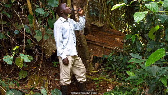 Thầy lang emandwa, ông Lubala Simon, được tin là có khả năng trò chuyện với linh hồn Luwala. Ảnh: BBC
