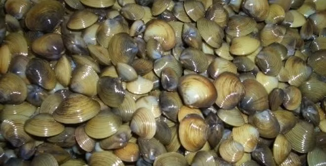 Hến có nhiều lợi ích cho sức khỏe nhưng cũng có nhiều tác hại đáng sợ mà không phải ai cũng biết. Hến có nhiều lợi ích cho sức khỏe nhưng cũng có nhiều tác hại đáng sợ mà không phải ai cũng biết.