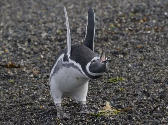 Chim cánh cụt đang vẫy cánh