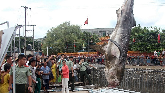 Con cá nặng 450 kg được đưa đến một bảo tàng ở tỉnh Hải Nam