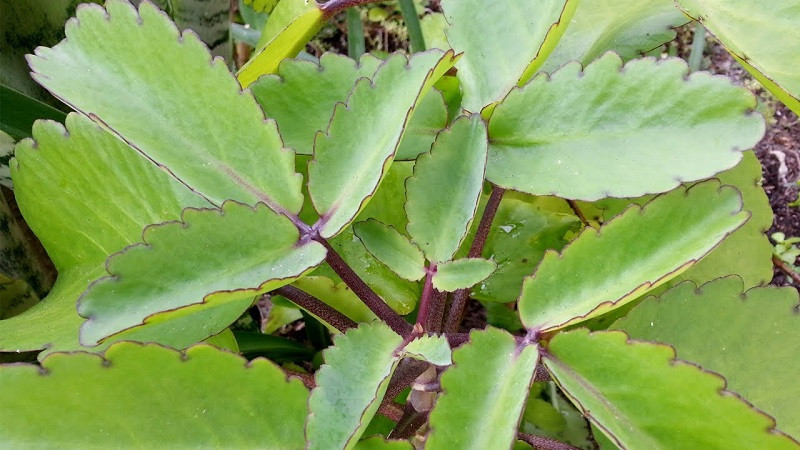 Lá bỏng là một loại thảo dược có rất nhiều tác dụng có lợi cho sức khỏe. Lá bỏng là một loại thảo dược có rất nhiều tác dụng có lợi cho sức khỏe.