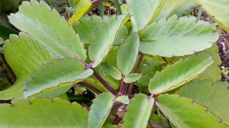 Lá bỏng là một loại thảo dược có rất nhiều tác dụng có lợi cho sức khỏe.