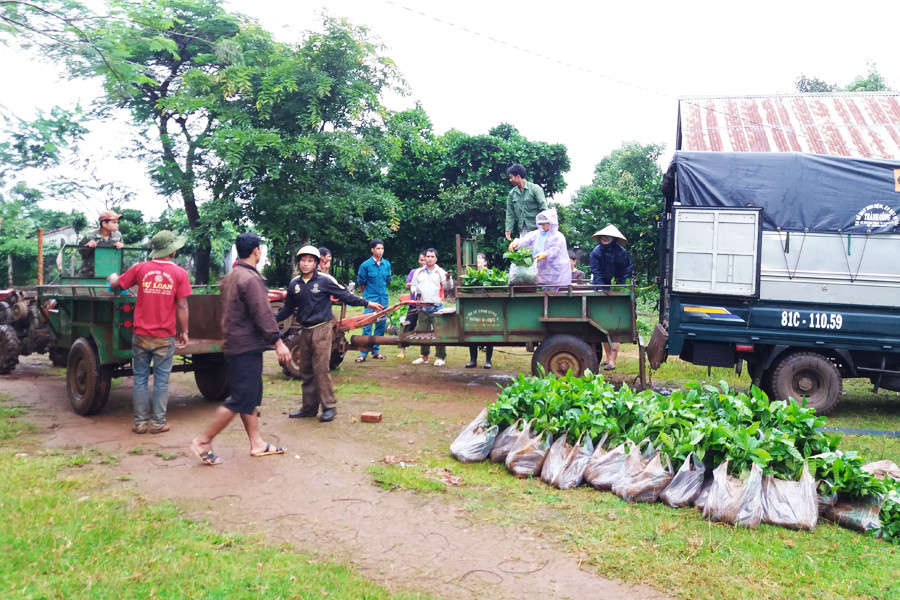 Ủy ban nhân dân TP. Pleiku cấp trên 400 ngàn cây giống cà phê giúp nông dân tái canh, nâng cao thu nhập. Ảnh: N.H UBND TP. Pleiku trao trên 400 ngàn cây giống cà phê giúp nông dân tái canh, nâng cao thu nhập. Ảnh: N.H