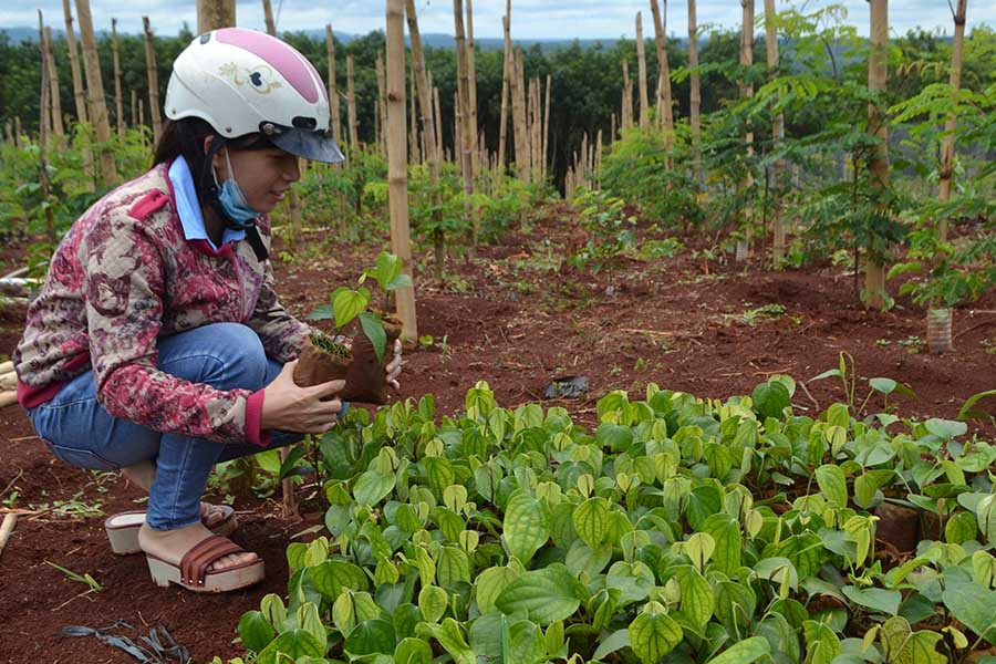  Chị Lương Thị Thanh Huyền kiểm tra chất lượng giống hồ tiêu nuôi cấy mô. Ảnh: L.N