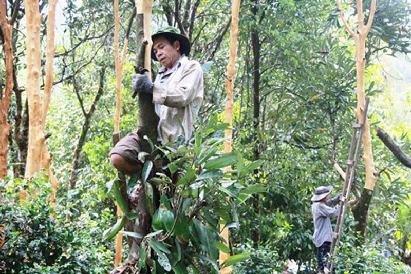 Người dân Trà My thu hoạch quế.