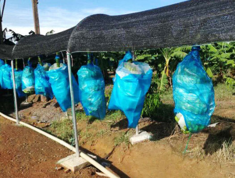 Dây chuyền thu hoạch chuối tại vườn Dây chuyền thu hoạch chuối tại vườn