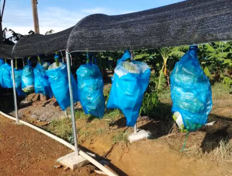 Dây chuyền thu hoạch chuối tại vườn