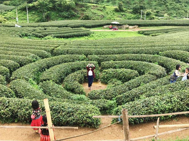 Đồi chè có hình trái tim đẹp mắt