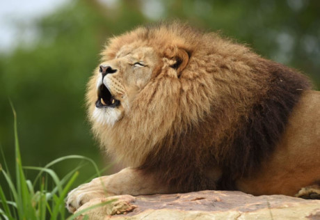 Hàng tỷ sinh vật hoang dã đã biến mất chỉ trong vài chục năm qua.