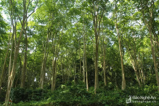 Săng lẻ mọc dày đặc khiến cây thẳng tắp, cao hơn 30 mét.