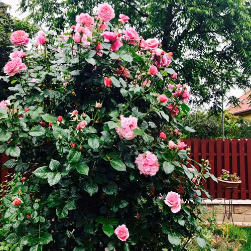  Bận rộn mở nhà hàng, mở lớp dạy nấu món ăn Việt nhưng mỗi ngày, chị Lan đều dành 1,5 tiếng để tưới cây. Mọi người khuyên chị thuê người hỗ trợ nhưng chị vẫn thích tự làm vì biết chính xác mỗi cây cần chăm sóc như thế nào và chị luôn muốn gần gũi với thiên nhiên.