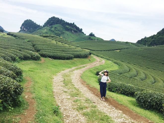 Mộc Châu sở hữu rất nhiều đồi chè xanh mướt mắt