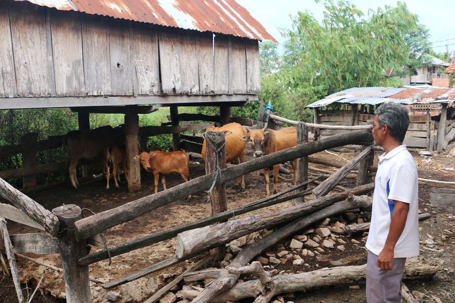 Ông Rcom Chú-Cán bộ Thú y xã Ia Rbol cho rằng đầu là lần đầu tiên trên địa bàn xảy ra tình trạng bò chết bất thường như thế nay. Ảnh: Q.T