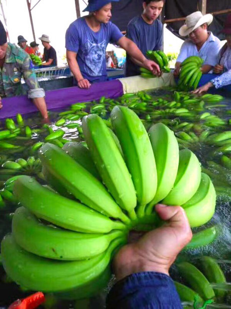 Loại chuối già Nam Mỹ được HAGL áp dụng công nghệ tiên tiến đạt tiêu chuẩn Global Gap Loại chuối già Nam Mỹ được HAGL áp dụng công nghệ tiên tiến đạt tiêu chuẩn Global Gap