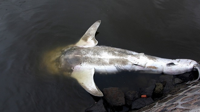 Cá mập voi là loài động vật dễ bị tổn thương và được bảo vệ bởi luật pháp Trung Quốc