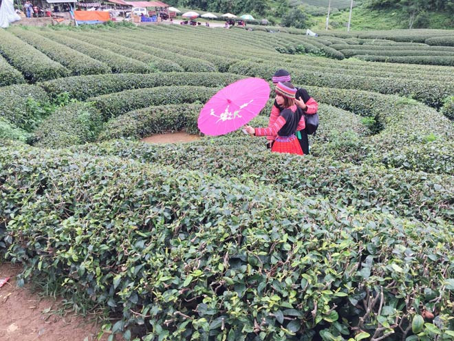 Nhiều cặp đôi lựa chọn Mộc Châu để chụp ảnh kỷ niệm