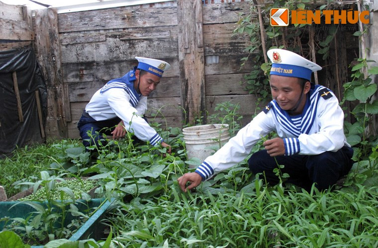 Trên đảo Núi Le, các chiến sĩ Hải quân luôn có cách để trồng các loại rau xanh gối đầu nhau để cải thiện bữa ăn cho bộ đội.