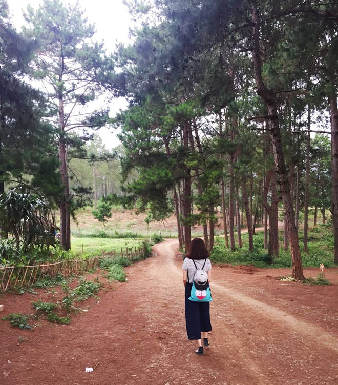 Đi bộ trong rừng thông