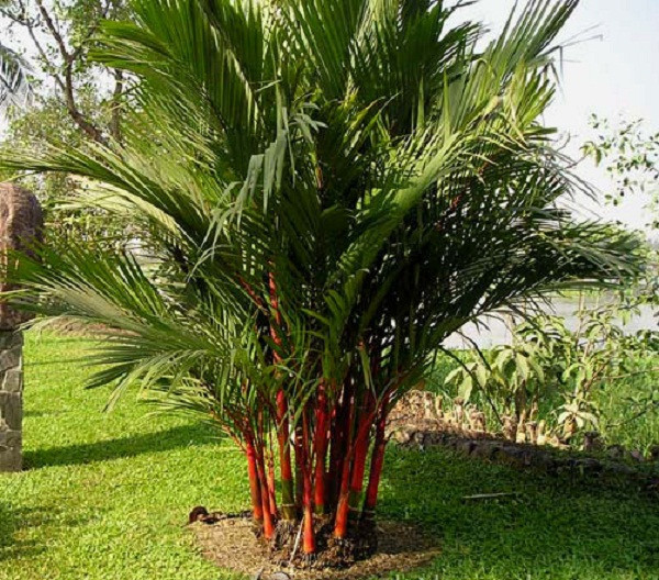 Dừa cảnh được nhiều người lựa chọn trồng trước nhà.