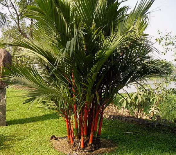 Dừa cảnh được nhiều người lựa chọn trồng trước nhà.