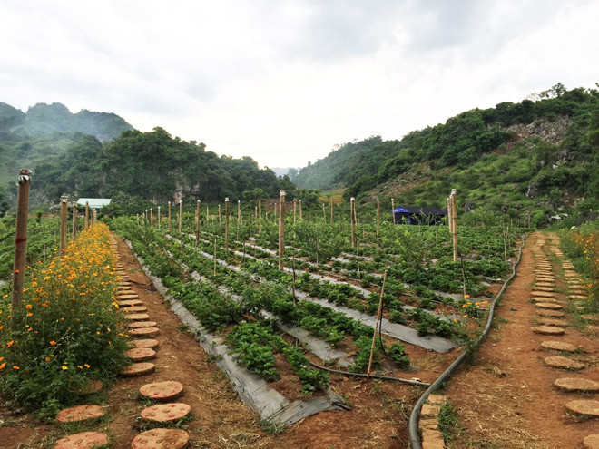  Vườn dâu tây tại rừng thông bản Áng