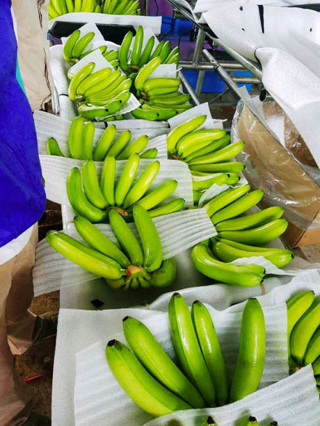 Chỉ những nải đạt tiêu chuẩn, đảm bảo kích thước tối ưu được giữ lại, bảo quản bằng các lớp bảo vệ, tránh cọ sát Chỉ những nải đạt tiêu chuẩn, đảm bảo kích thước tối ưu được giữ lại, bảo quản bằng các lớp bảo vệ, tránh cọ sát