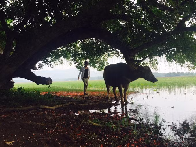 Đường đến gò Vình không quá khó khăn nhưng nên hỏi người dân để đi đúng hướng. Xung quanh quần thể lộc vừng có nhiều sen đang mùa nở rộ. Ảnh: Phượt Phú Thọ.