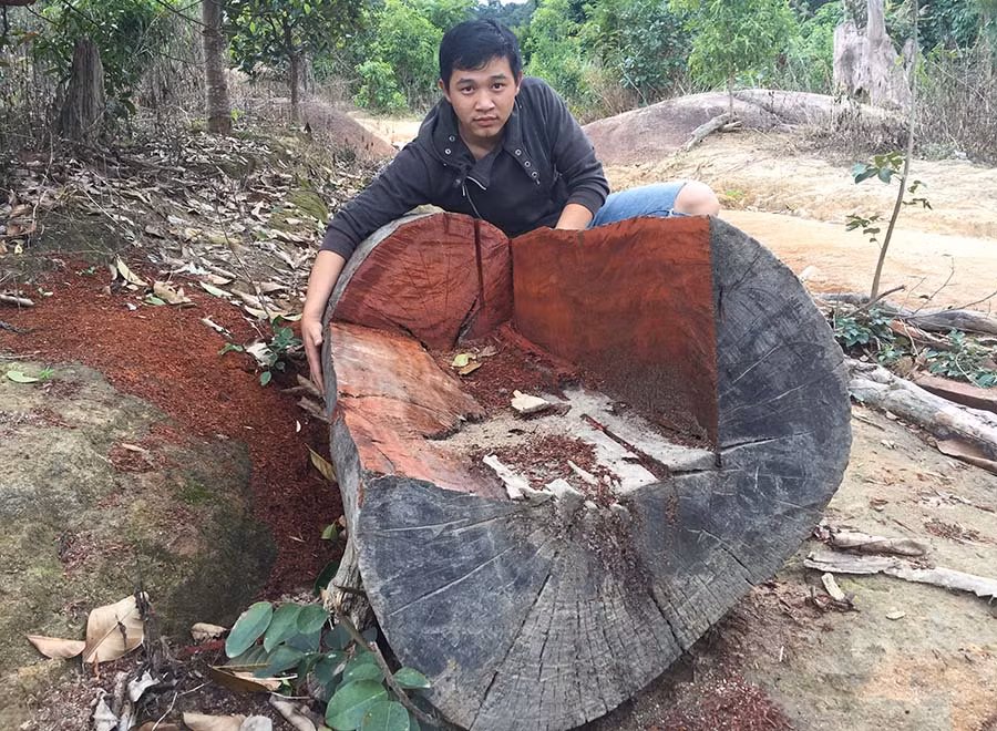Một khúc gỗ sơn bị “vương vãi” trên đường vận chuyển. Ảnh: Văn Ngọc Một khúc gỗ sơn bị “vương vãi” trên đường vận chuyển. Ảnh: Văn Ngọc