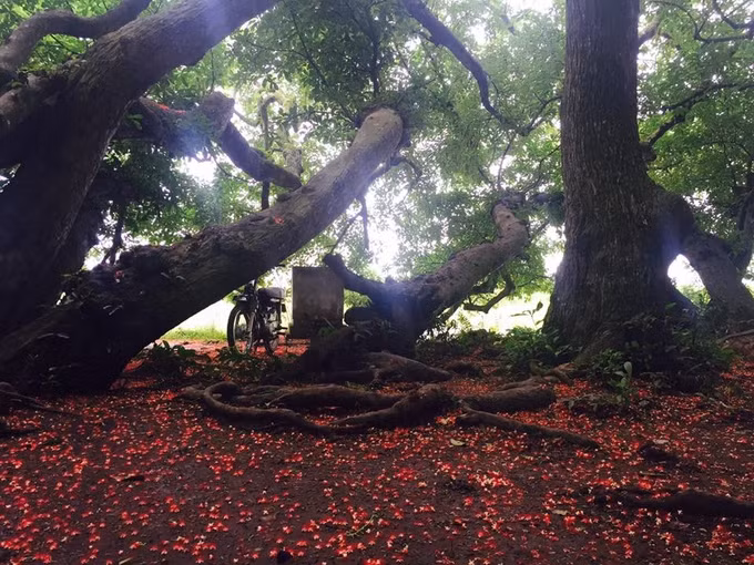 Rất ít tài liệu ghi chép chính xác số tuổi của quần thể lộc vừng này, nhưng nhiều người ước tính nó đã hơn 1.000 năm tuổi. Ảnh: Phượt Phú Thọ.