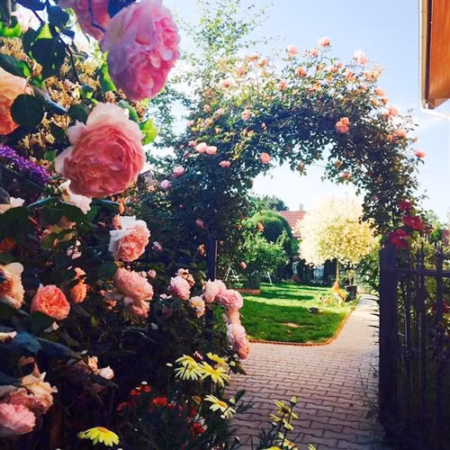 Sau hơn ba năm, hoa trong vườn nở rộ kín các vòm cây, trái chín trĩu cành. Bạn bè tới chơi đều trầm trồ, thích thú tạo dáng chụp ảnh cùng. Khi đó, chồng và các con chị cũng thấy yêu thích và tự hào về công sức của mẹ. Ông xã thường đưa chị đi các hội chợ, nhà vườn để chị có thể mua được những giống cây đẹp.