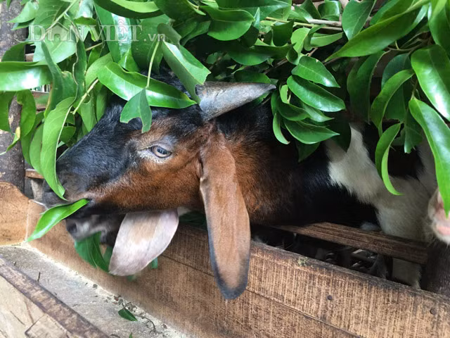  Thức ăn cho dê chủ yếu cám gà, lá sấu, lá ngô được thay phiên liên tục để dê không bị ngán.