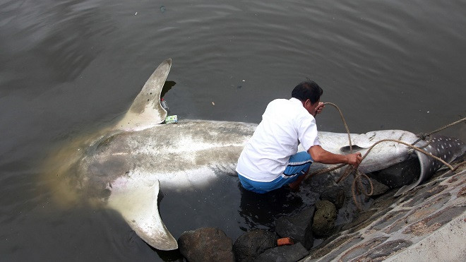 Nhờ có sự giúp đỡ của người dân địa phương và lực lượng chức năng, xác cá mập được đưa đến nơi an toàn.