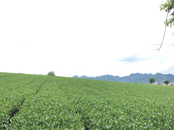  Đồi chè xanh mướt trải dài tới tận chân trời