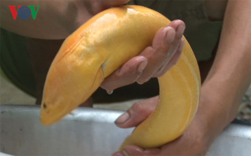 Con lươn vàng nặng gần 1 kg Con lươn vàng nặng gần 1 kg