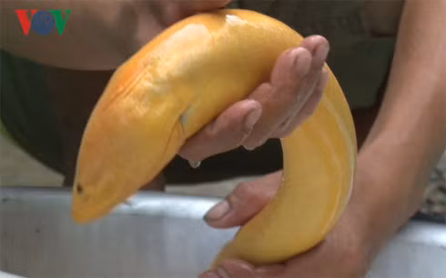 Con lươn vàng nặng gần 1 kg