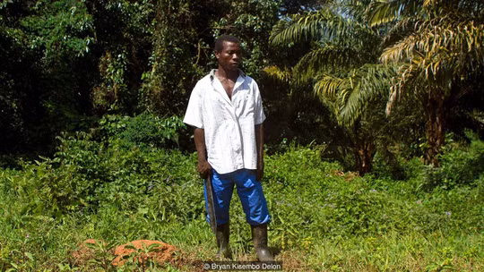 Khu rừng linh thiêng Buswa trên đảo Bugala được canh giữ nghiêm ngặt. Ảnh: BBC