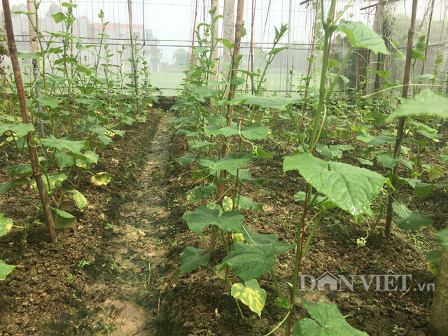 Khoảng cách giữa các luống dưa chuột được anh Thiện bố trí khoảng 100cm, giữa các cây trong cùng 1 luống là 40cm.