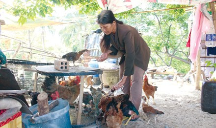 Có đất, có vườn, về làng cũ, người dân nuôi thêm đàn gà để kiếm thêm thu nhập.