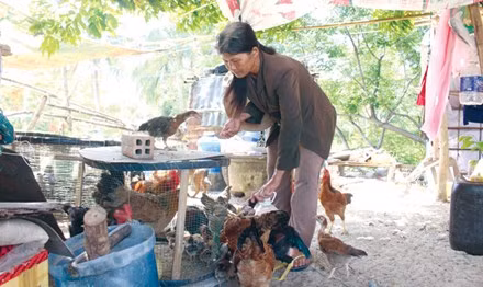 Có đất, có vườn, về làng cũ, người dân nuôi thêm đàn gà để kiếm thêm thu nhập.