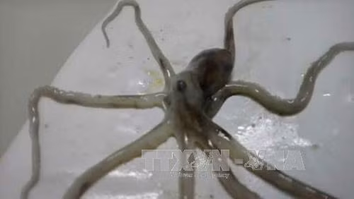 Con bạch tuộc đã cắn cháu Bắc.