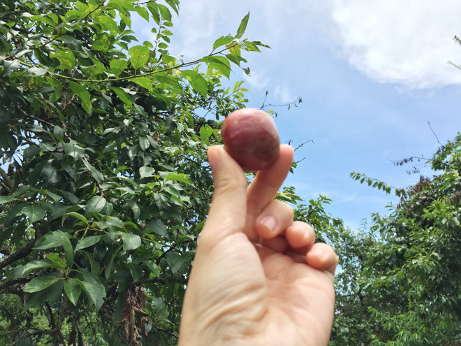 Tự thu hoạch mận và thưởng thức những trái mận căng mọng, ngọt lịm tại vườn