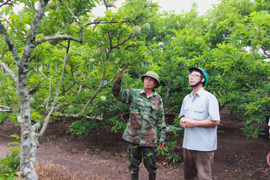 Ông Thái chia sẻ kinh nghiệm trồng na sao cho khỏe, đẹp và đạt sản lượng cao. Ảnh: Mộc Trà