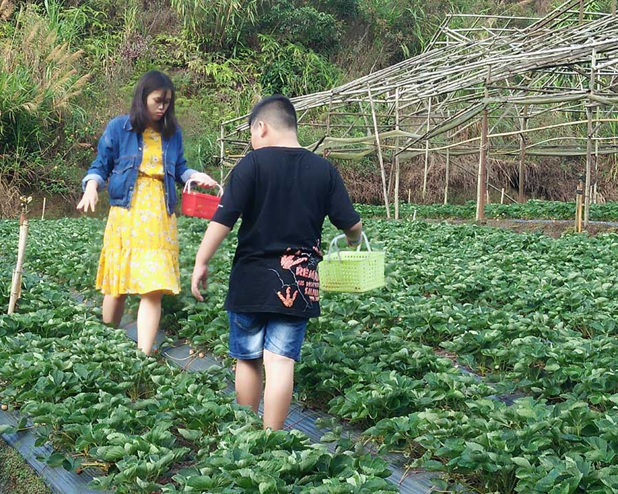 TP. Đà Lạt (tỉnh Lâm Đồng) là địa phương biết đầu tư khai thác khá hiệu quả loại hình du lịch nông nghiệp. Ảnh: Phan Anh TP. Đà Lạt (tỉnh Lâm Đồng) là địa phương biết đầu tư khai thác khá hiệu quả loại hình du lịch nông nghiệp. Ảnh: Phan Anh