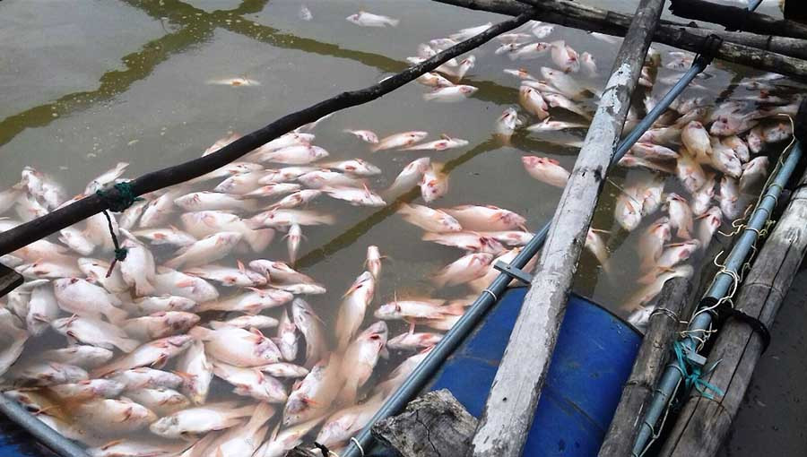 Cá chết trắng lồng. Ảnh: Hoài Trần Cá chết trắng lồng. Ảnh: Hoài Trần