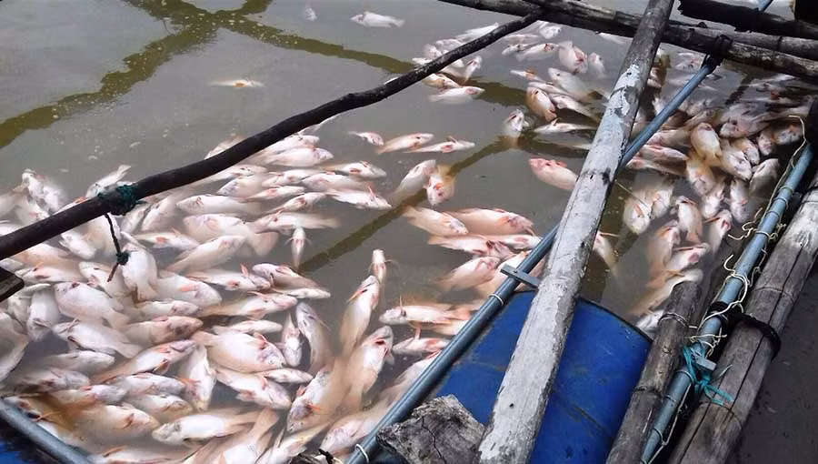 Cá chết trắng lồng. Ảnh: Hoài Trần