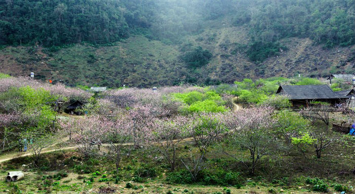 Mộc Châu những ngày đào khoe sắc - Ảnh: Le Hong Ha